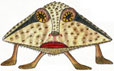 Batfish